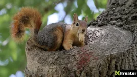 Peanut the Squirrel’s Owner Hits Binance With Cease and Desist for IP Violation